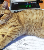 Amy Svg+xml,%3Csvg%20xmlns%3D%22http%3A%2F%2Fwww.w3